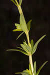 Roundpod St. Johnswort